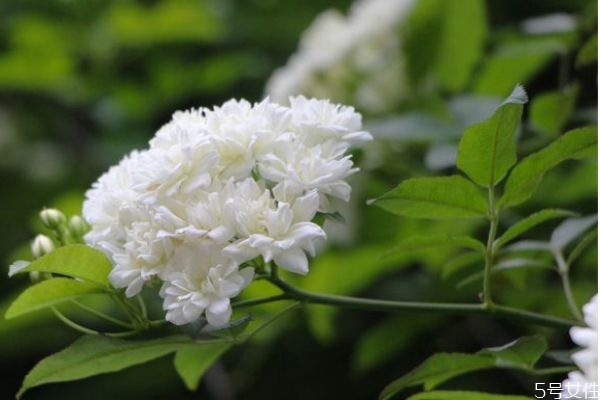 七里香的花语是什么呢 七里香的种植要注意什么呢