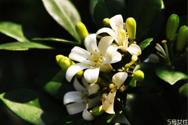 七里香的花语是什么呢 七里香的种植要注意什么呢