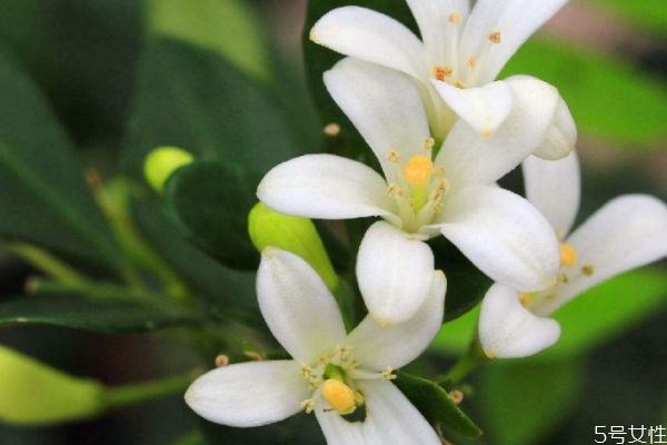 七里香的花语是什么呢 七里香的种植要注意什么呢